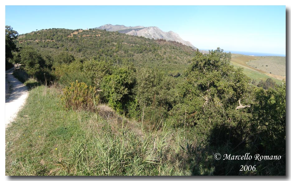 Libellule del Bosco di Angimb